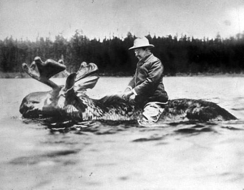 roosevelt riding a moose