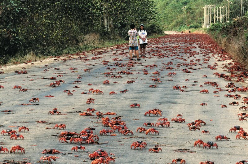 red-crab-migration-in-Christmas-Island-Australia