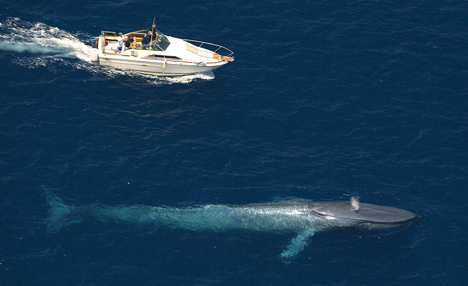 blue-whale-aerial-view.jpg
