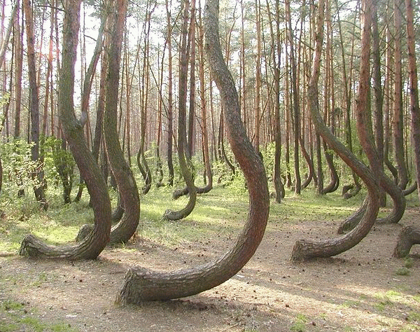 Weird-Curved-Trees-Poland.jpg1