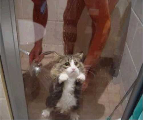 cats dont want bath