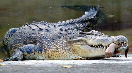 crocodile-eating -a-human-hand