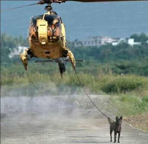 dog control helicopter