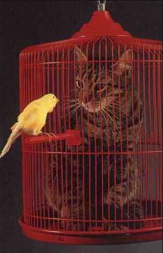 how you feel inside cage-bird's to cat
