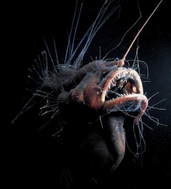 terrifying-deep-water-fish