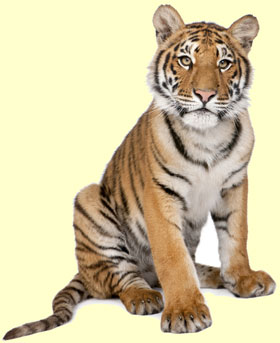top_tiger_facts