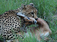 Cheetah-kills-its-prey-by-throttling