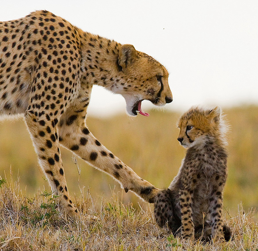 Cheetah-mother-with-her-cub