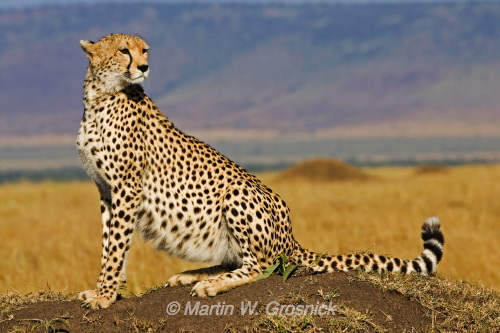 Cheetah-wait-for-prey
