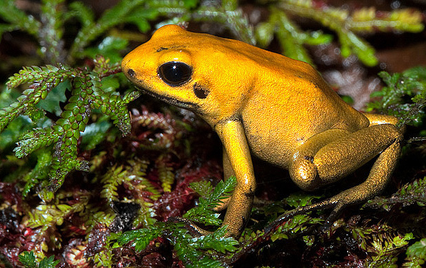 Golden-Poison-Dart-Frog-1