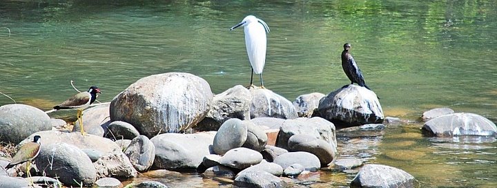 .One Egret,One cormorant,two Red Wattled Lapwig--himalayan region