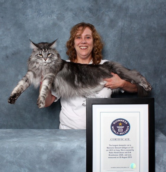 Stewie-Longest-cat-in-worlds-with-records