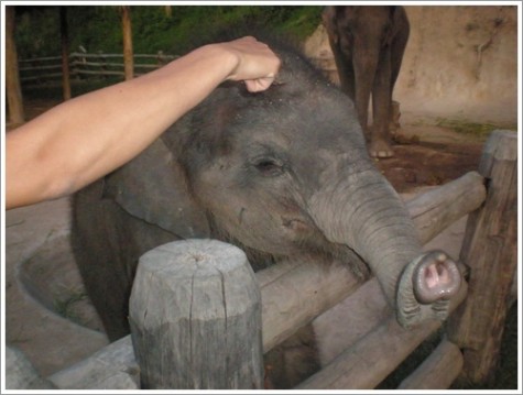 baby-elephants-trunka