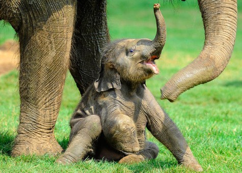baby-elephants-with-mother