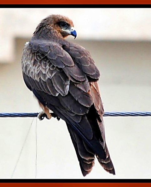 eagle-in-jaipur