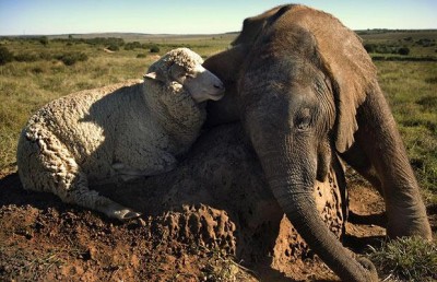 elephant-and-sheep-together