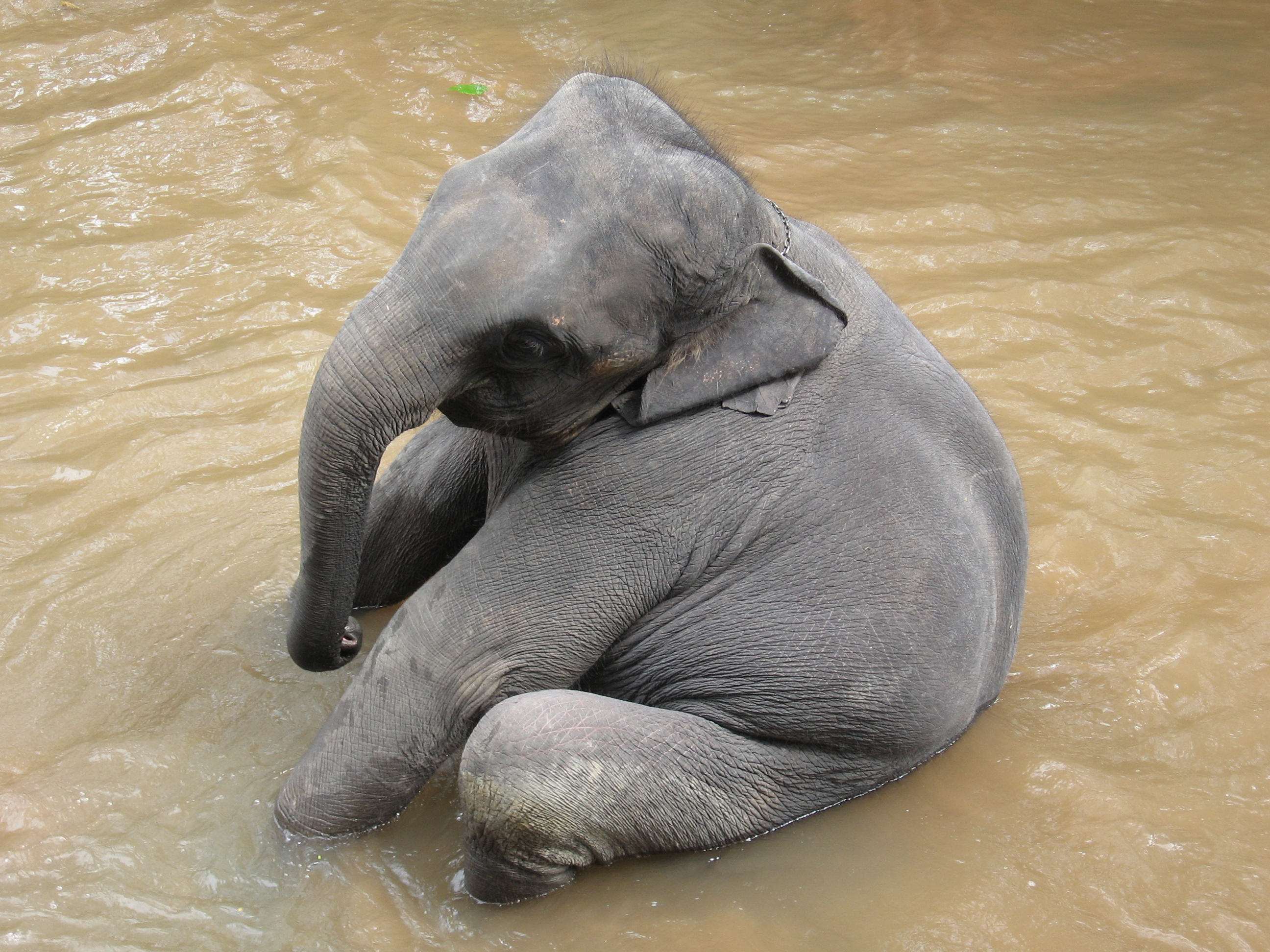 elephant-takes-bath