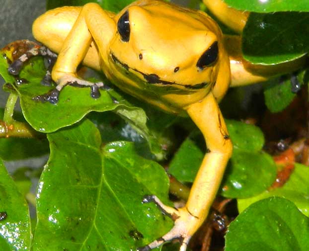 golden-poison-dart-frog