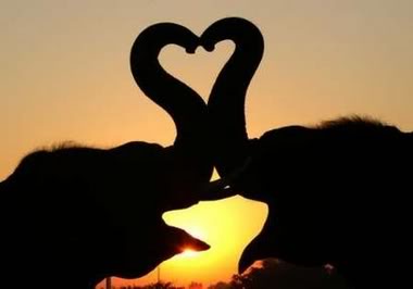 heart-formed-by-elephants-trunk