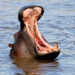 hippo-mouth-4ft-child-strange-weird-facts