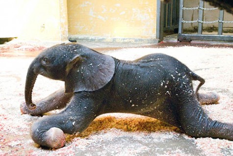 new-born-baby-elephant