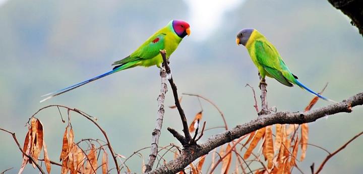 parrot -in himalayan region