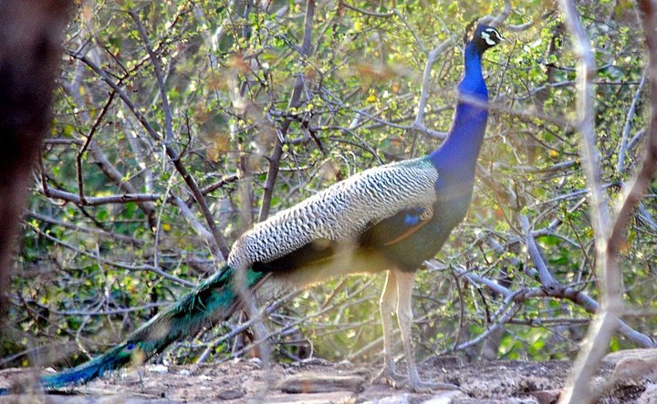 peacock-in-rajasthan