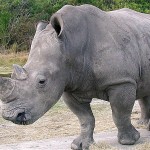 rhino-horn-made-of-hair