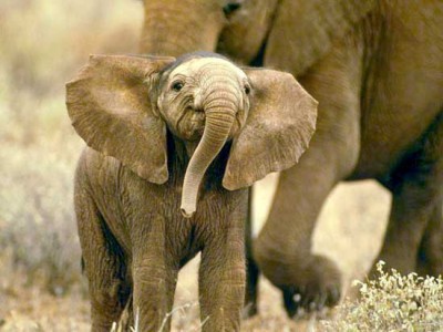 smiling-baby-elephant
