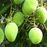 Green-mango-in-tree
