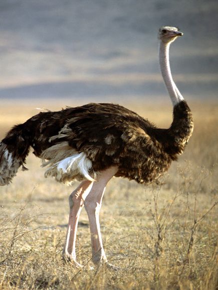 Ostrich-fastest-bird-on-ground