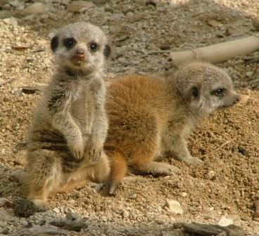 baby-meerkat