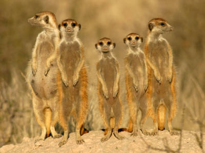 beautiful-group-photos-of-meerkat
