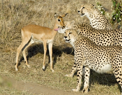 cheetah-eat-only-when-they-hungry