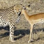 cheetah-play-with-deer