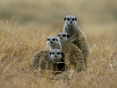 groups-of-meerkat