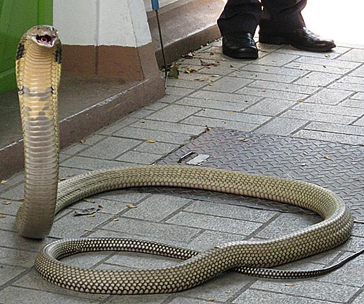 king-cobra-in-thailand