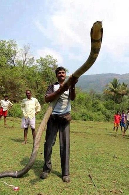 king-cobra-rescued-in-india