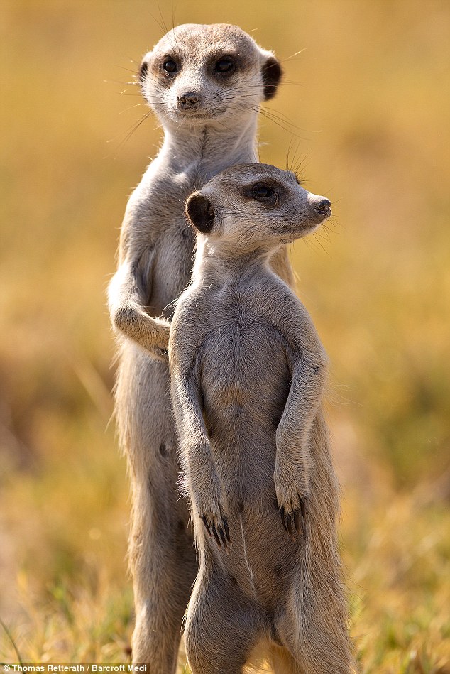 meerkat-adult-with-baby