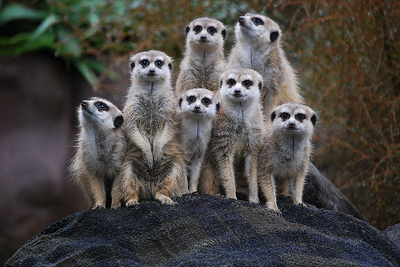 meerkat-in-a-group