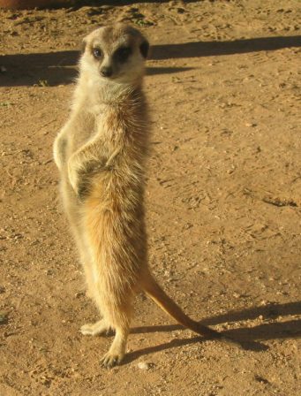 meerkat-observe-surroundings