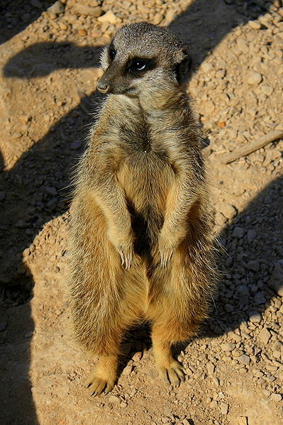meerkat-standing-on-hind-legs