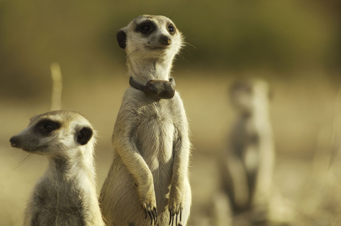 meerkat-with-radio-transmitter