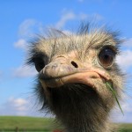 ostrich-face