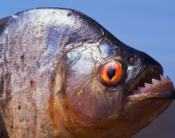 piranha-sharp-teeth