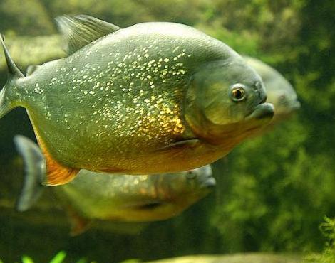 piranhas-habitat-in-amazon