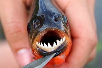 sharp-multiple-teeth-piranha