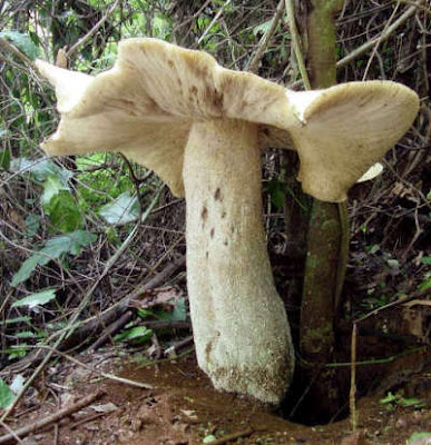 giant-mexican-mushroom