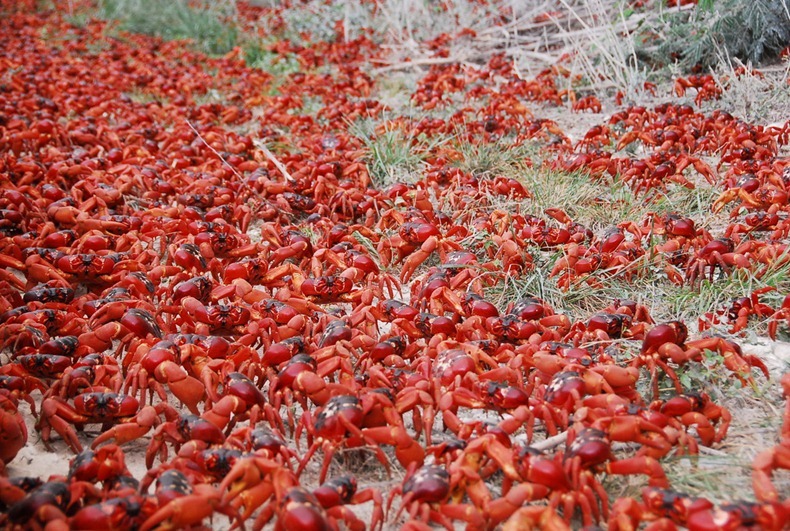 millions-of-red-crabs-migrate