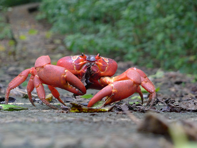 red-crab-close-look
